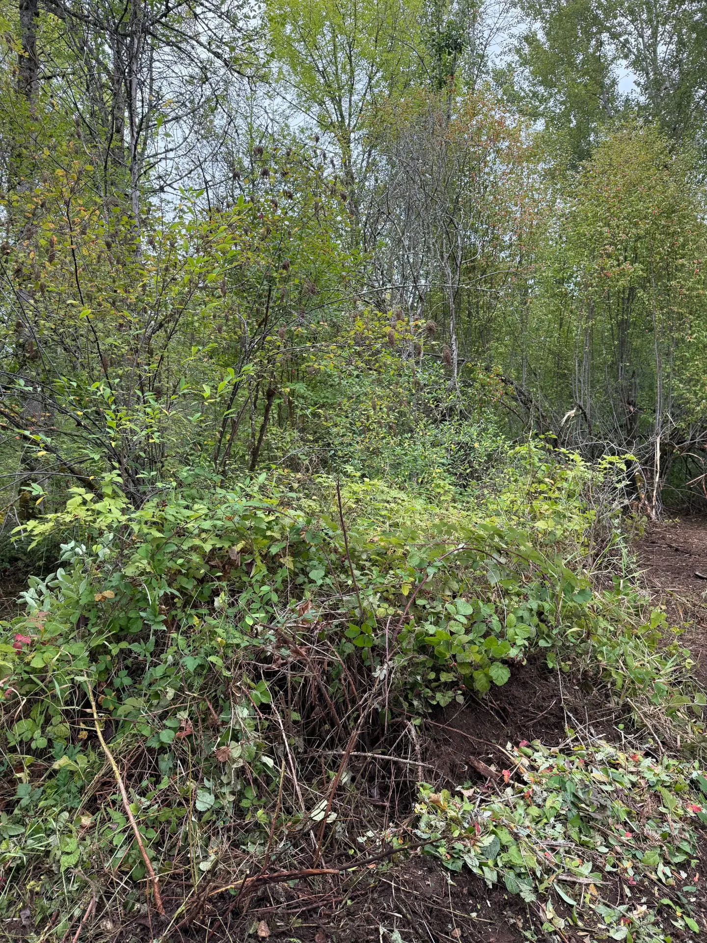 Before: dense brush, blackberry canes, and volunteer growth blocking access through a wooded property