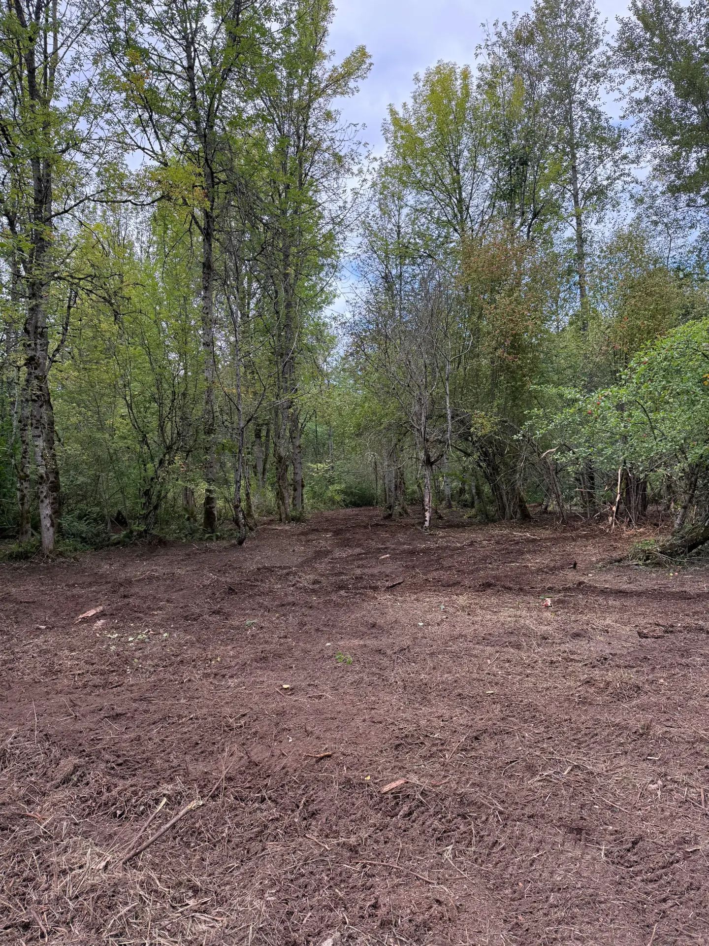 After: the same wooded property opened into broad, usable mulch-covered ground with established trees retained