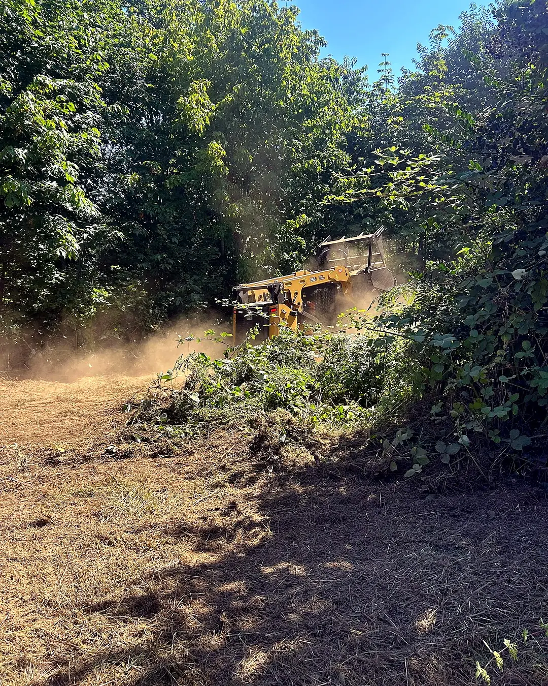 Sasquatch Land Co. tracked skid steer with a forestry mulching head cutting into a heavy brush and blackberry line, mulch and dust thrown across freshly processed ground
