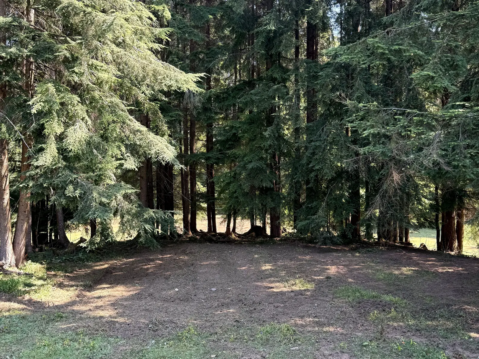After: the same wooded edge opened to broad mulch-covered ground, with standing trees and the Bigfoot warning sign retained