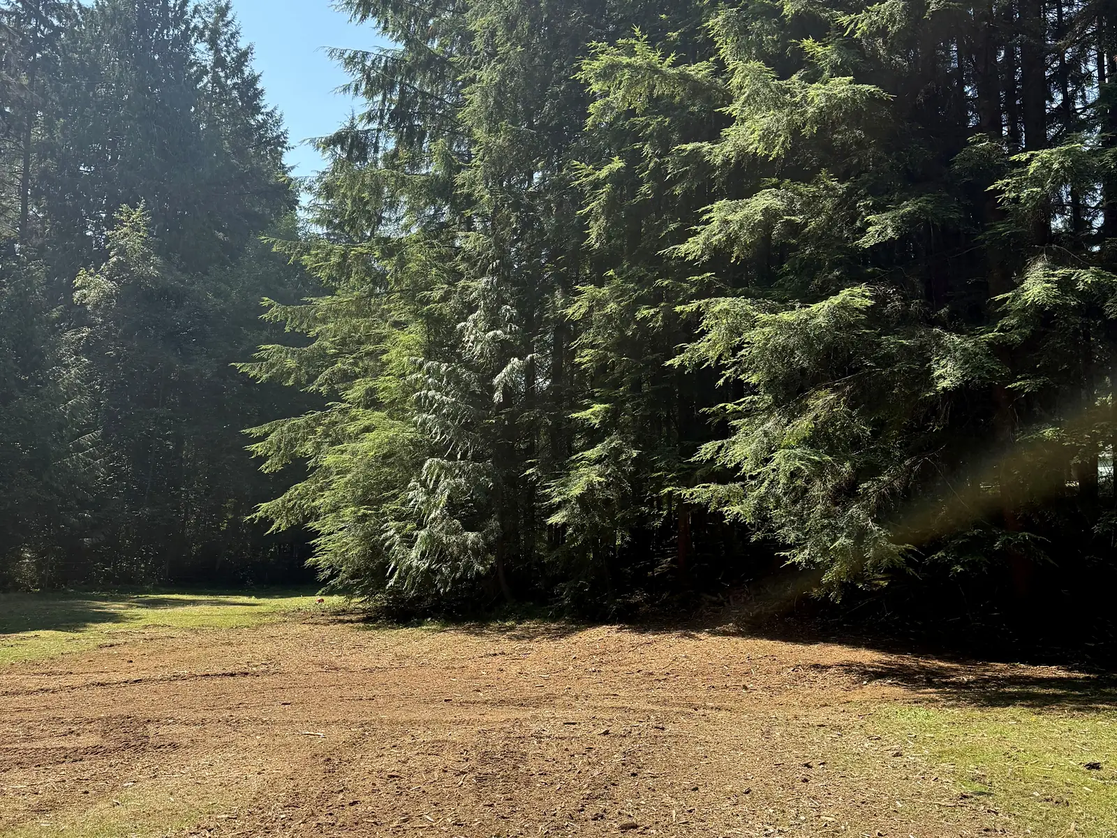 After: the same viewpoint opened into broad mulch-covered ground with mature trees retained around the perimeter