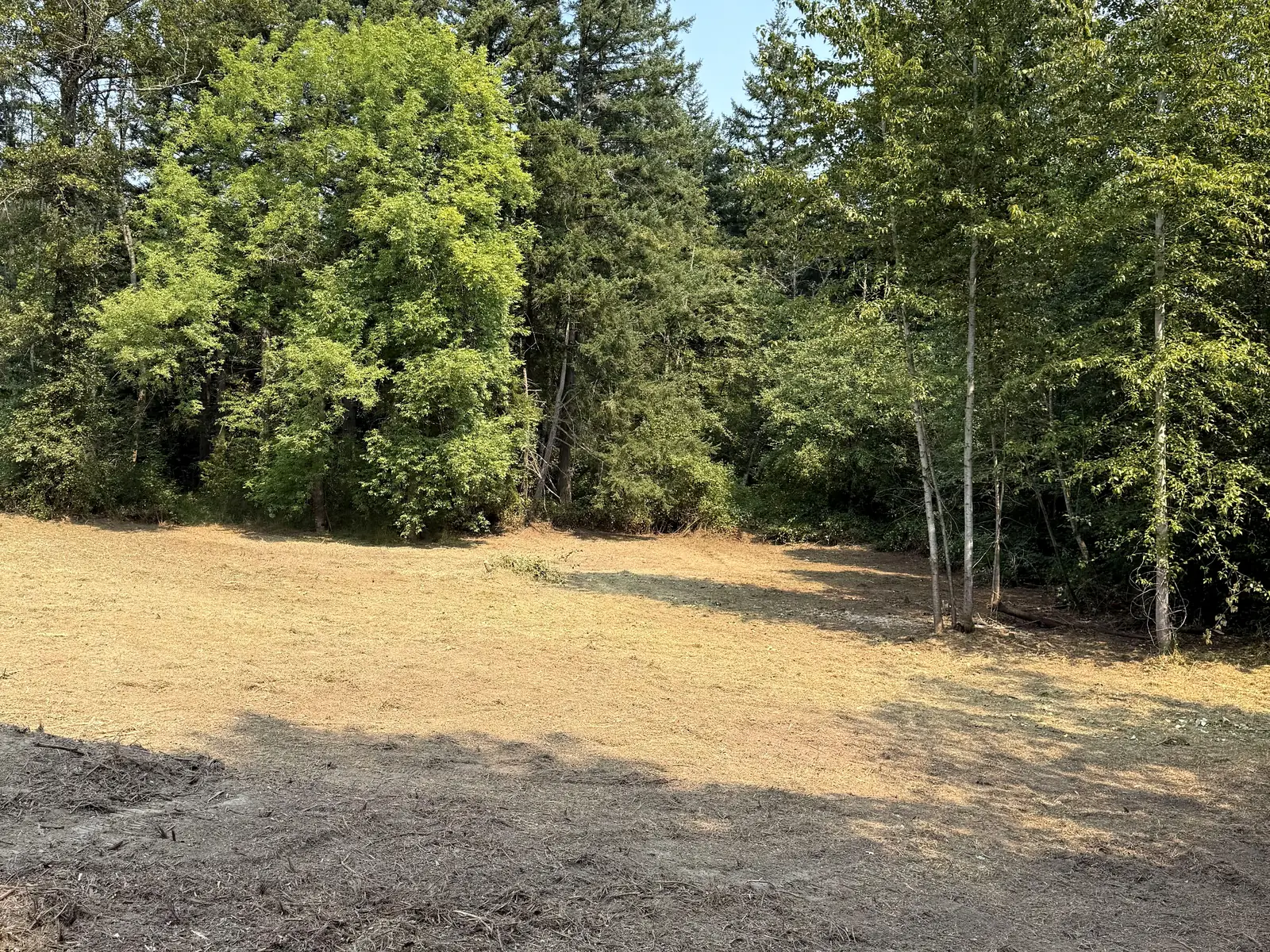 After: the same wooded clearing opened into mulch-covered ground with the surrounding deciduous and evergreen trees retained