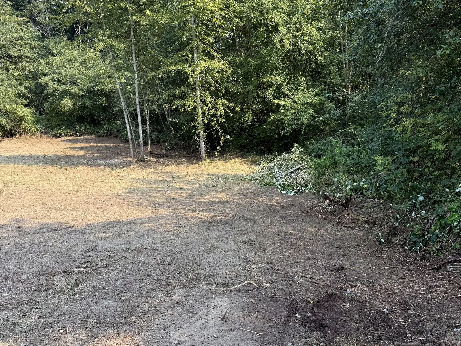 After: the same sloping wooded edge cleared to open ground with the multi-trunk tree and surrounding tree line retained