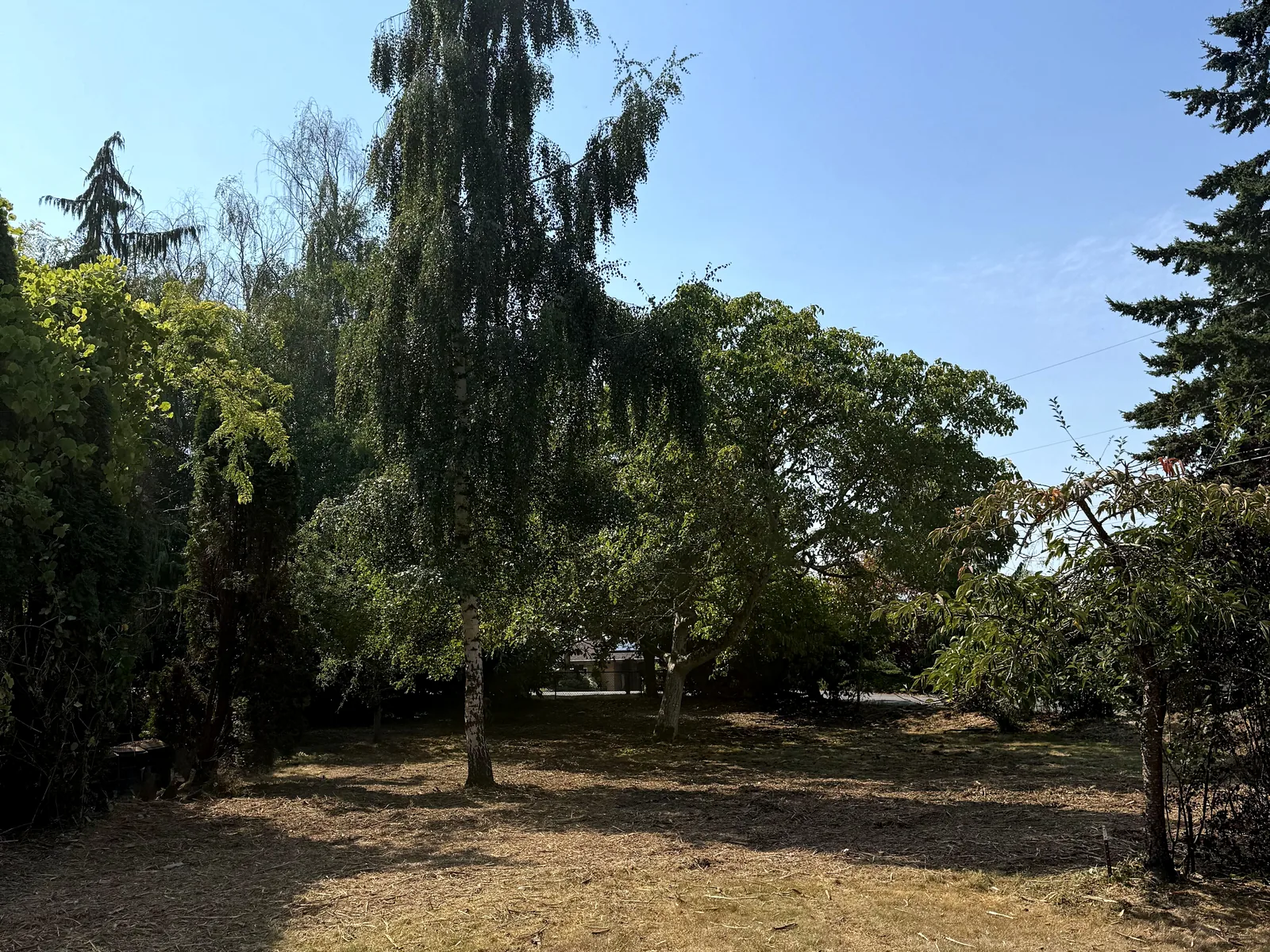 After: the same ground cleared to an open mulch-covered surface with the birch, evergreen and deciduous trees retained overhead