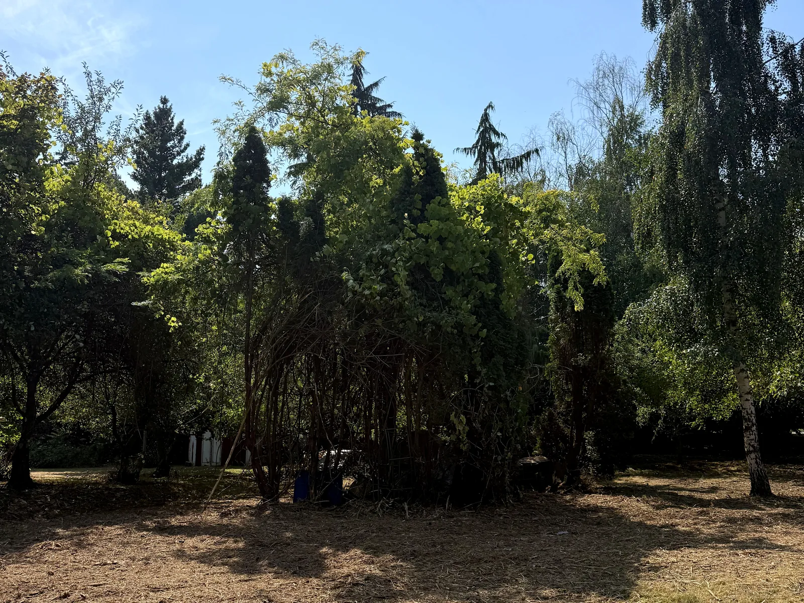 After: the same area as an open, mulch-covered yard beneath the retained tall birch and surrounding trees