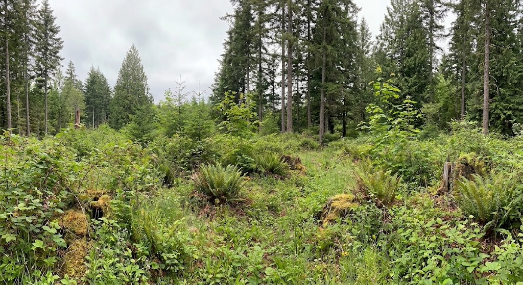 Before and after: Field Brush Hogging — Western WA
