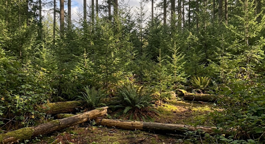 Before and after: Pasture Reclamation — Skagit County