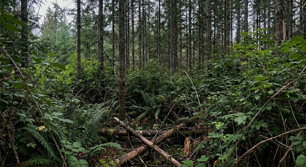 Before and after: Lot Brush Clearing — Cascade Foothills