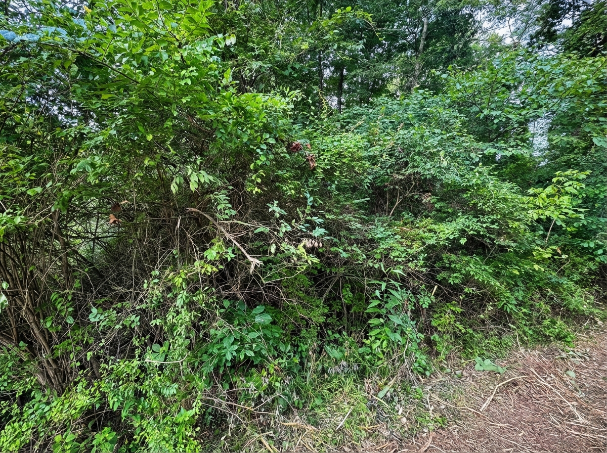 Before: Residential Backyard Reclamation