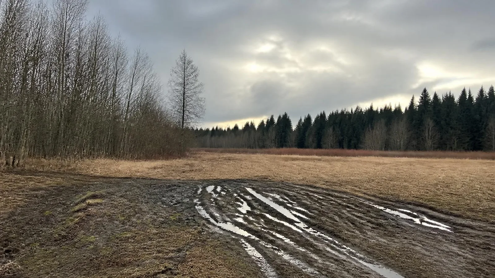 Late-winter valley field with dormant tan grass, bare alder, and water standing in soft wheel ruts under low grey cloud