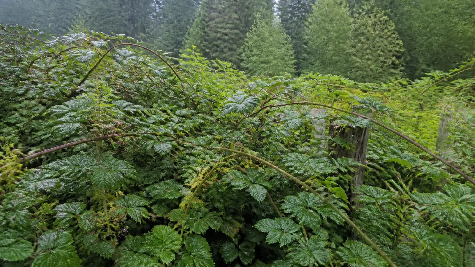 Tall Himalayan blackberry thicket burying an old wire fence line, thorny canes arching over rain-wet leaves