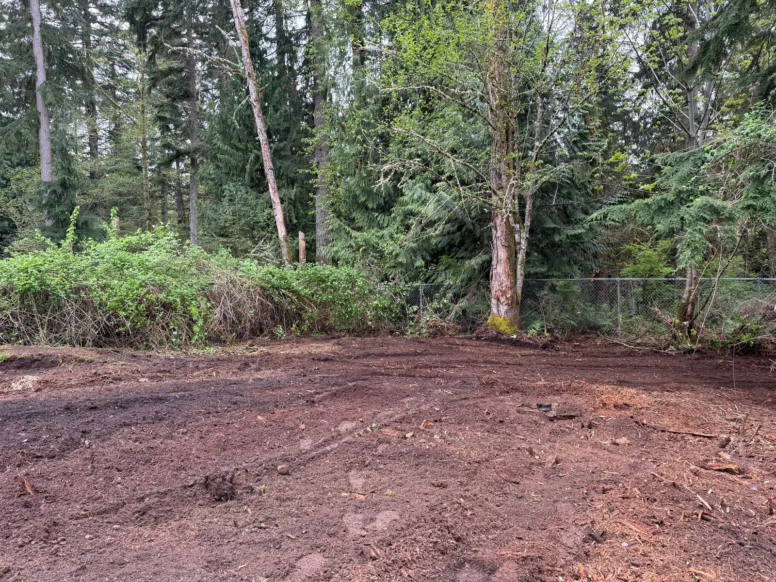 After: the same wooded edge mulched to level, walkable ground with the mature trees and fence line untouched