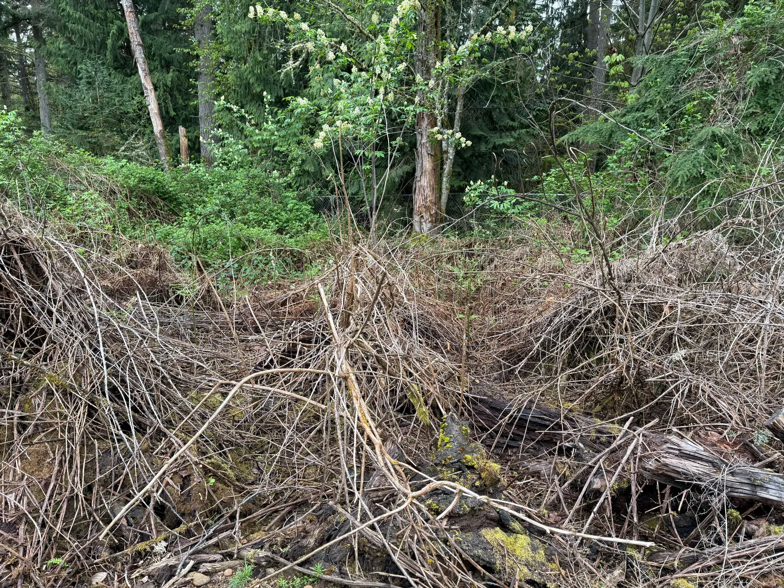 Before: a thick tangle of dead brush, canes, and downed wood covering the ground at the edge of a wooded Snohomish County property