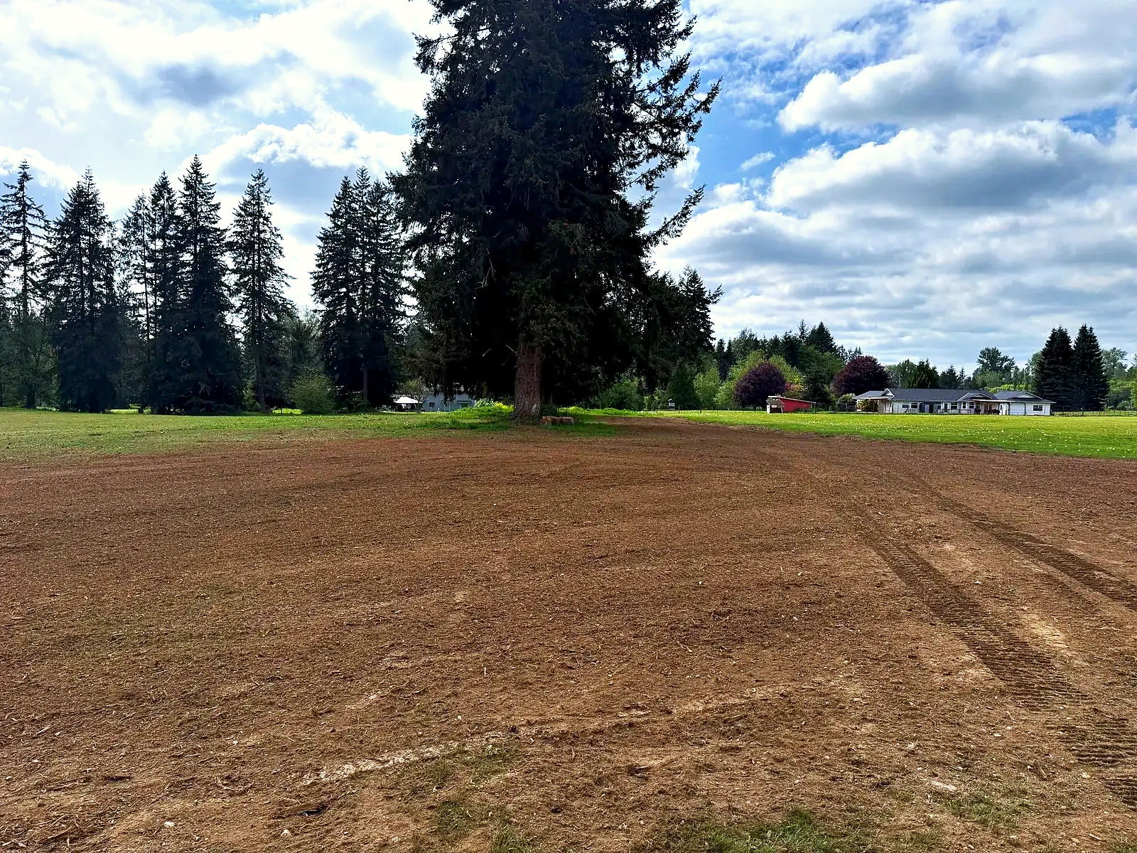 Finished: the same field with the debris worked in and the soil graded to an even, open surface, the same mature Douglas fir standing at the centre and the surrounding lawn and tree line untouched