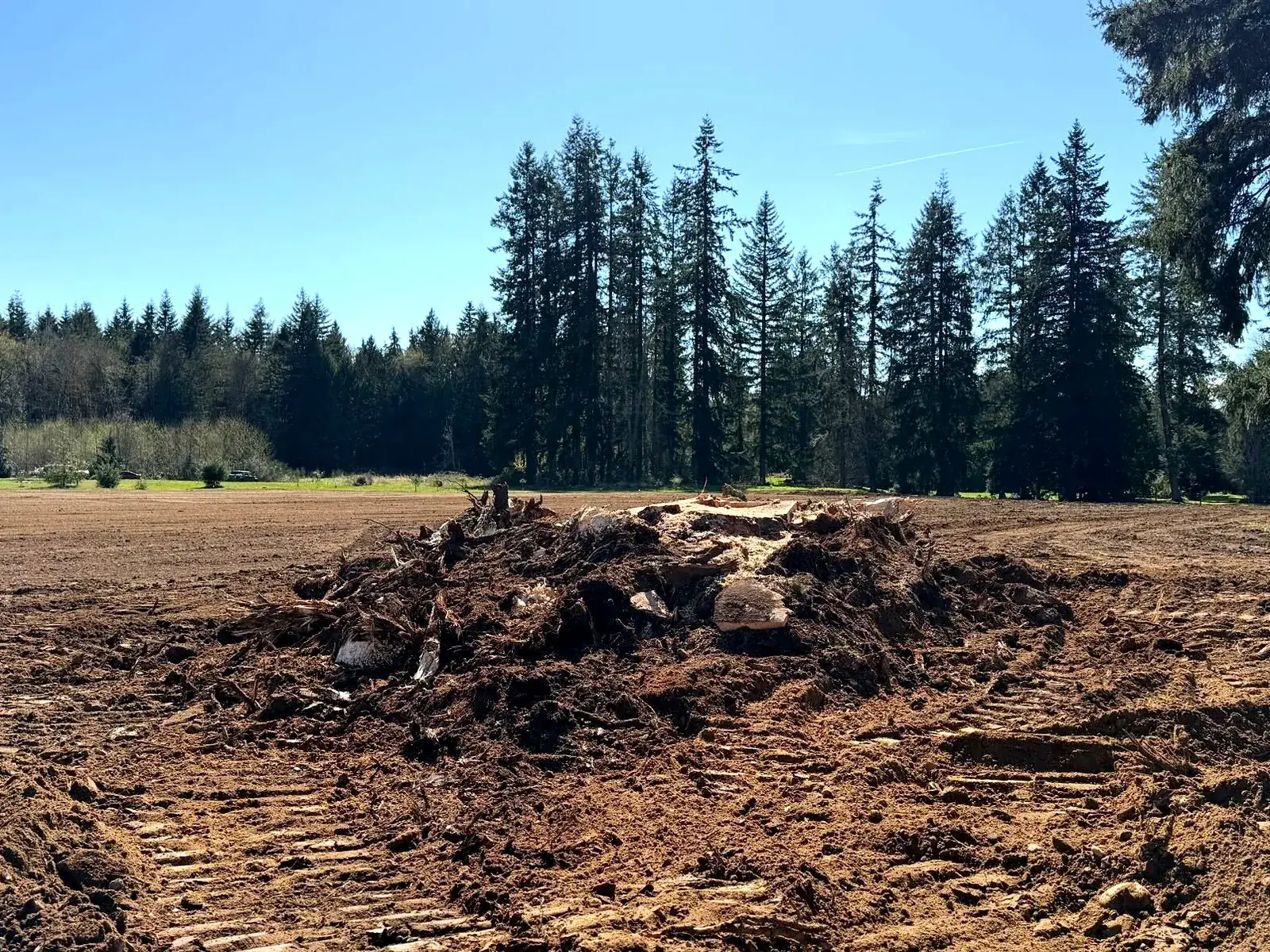 In progress: a pile of stump wood, roots and turned soil in the middle of a wide worked field, backed by a tall evergreen tree line under a clear sky