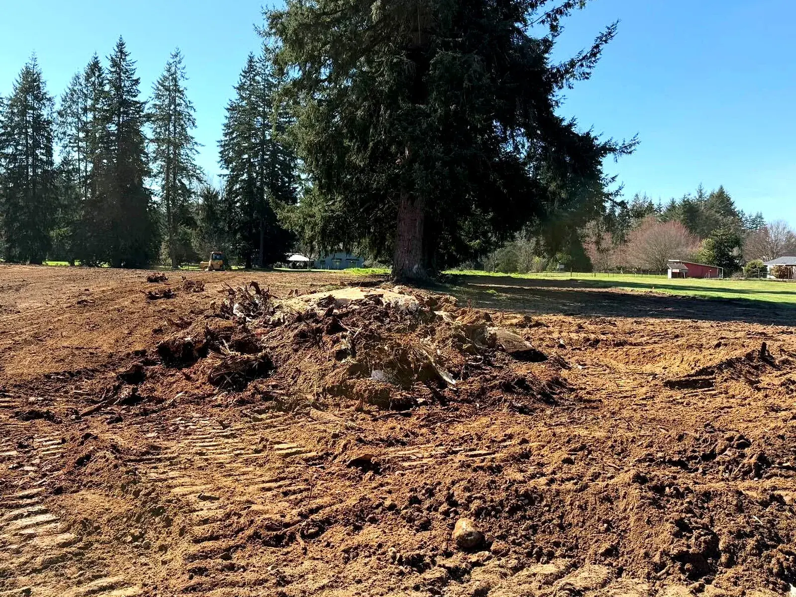 In progress: a long windrow of stump grindings, root wads and torn soil across a freshly worked field, with a mature Douglas fir left standing at the centre and track marks running through the dirt