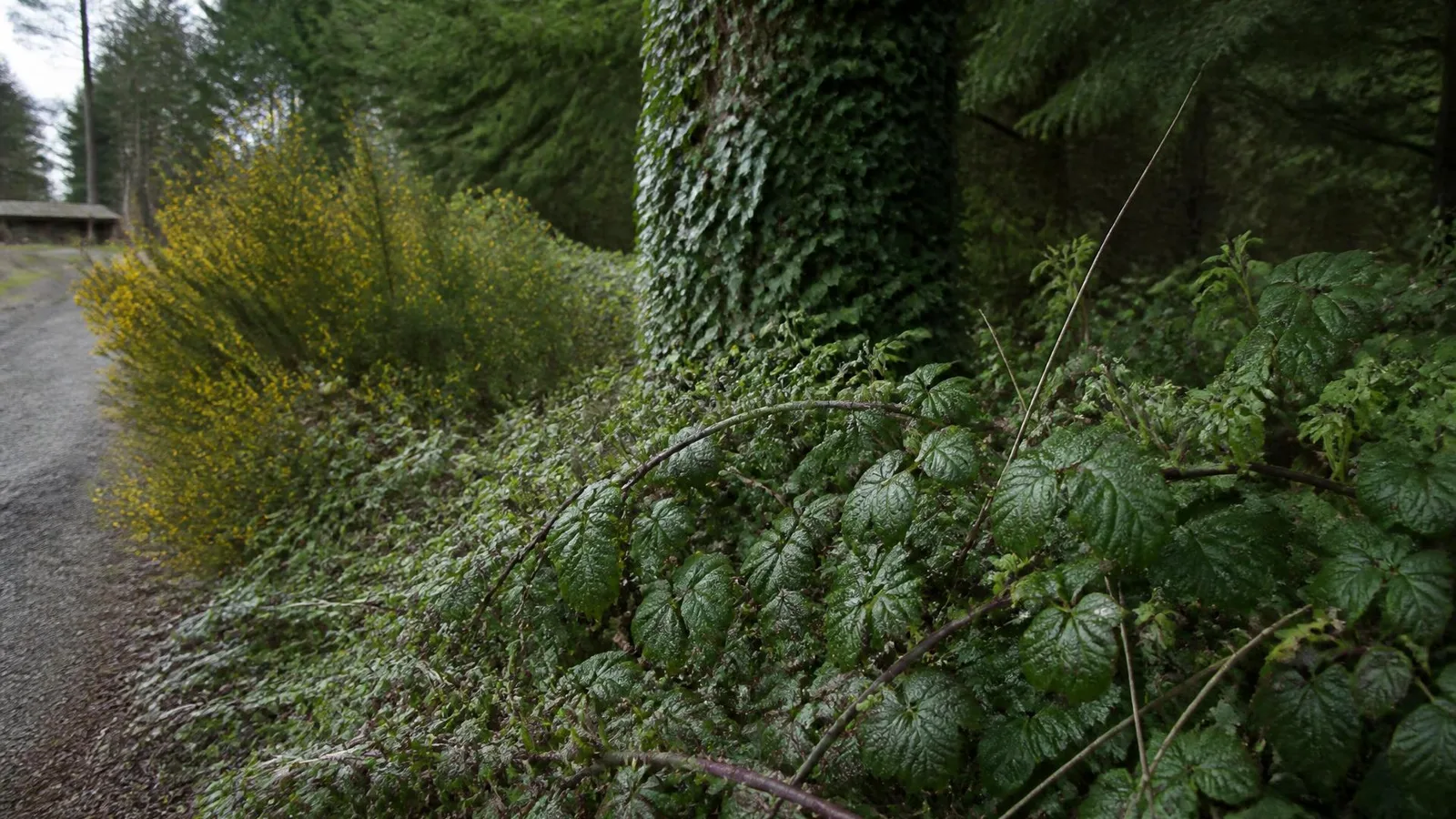 Himalayan blackberry canes, English ivy climbing a conifer trunk and flowering scotch broom crowding a rural gravel driveway edge
