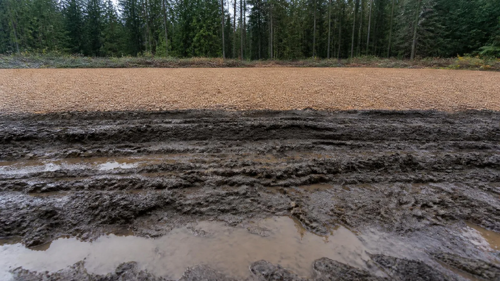 Churned muddy ruts holding water in the foreground with intact, dry wood-chip ground cover beyond on the same saturated field