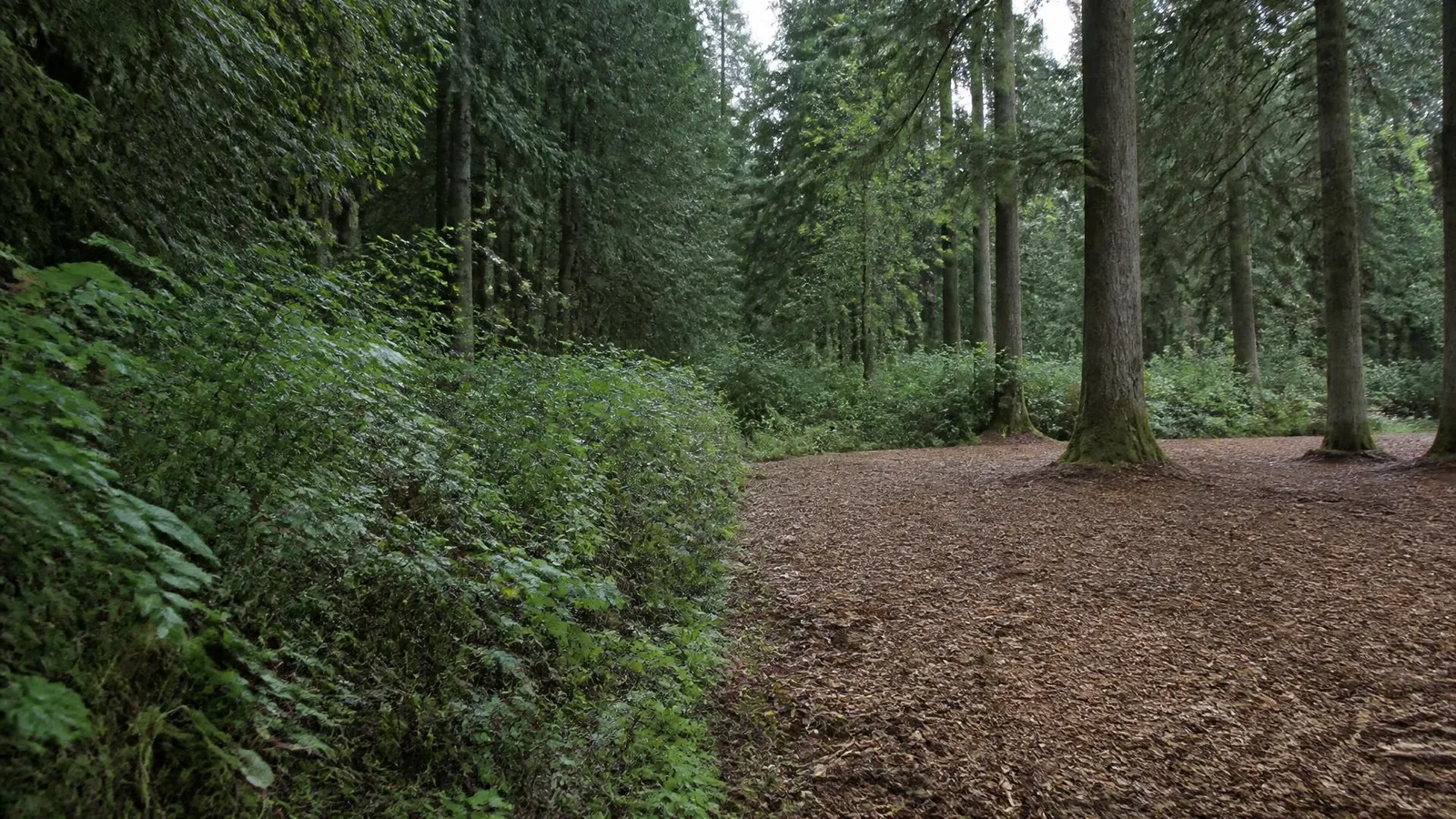Second-growth conifer stand where dense understory brush meets ground already covered in an even layer of wood chips, standing trees retained