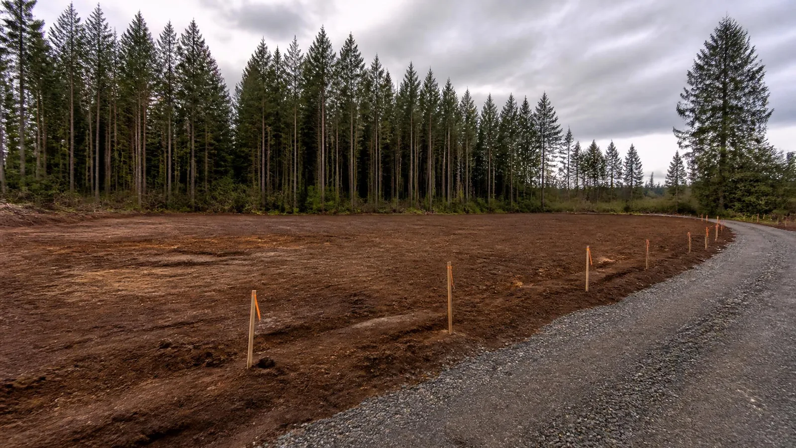 Level graded building pad of damp soil with orange-flagged survey stakes and a gravel access route beside a tall fir tree line