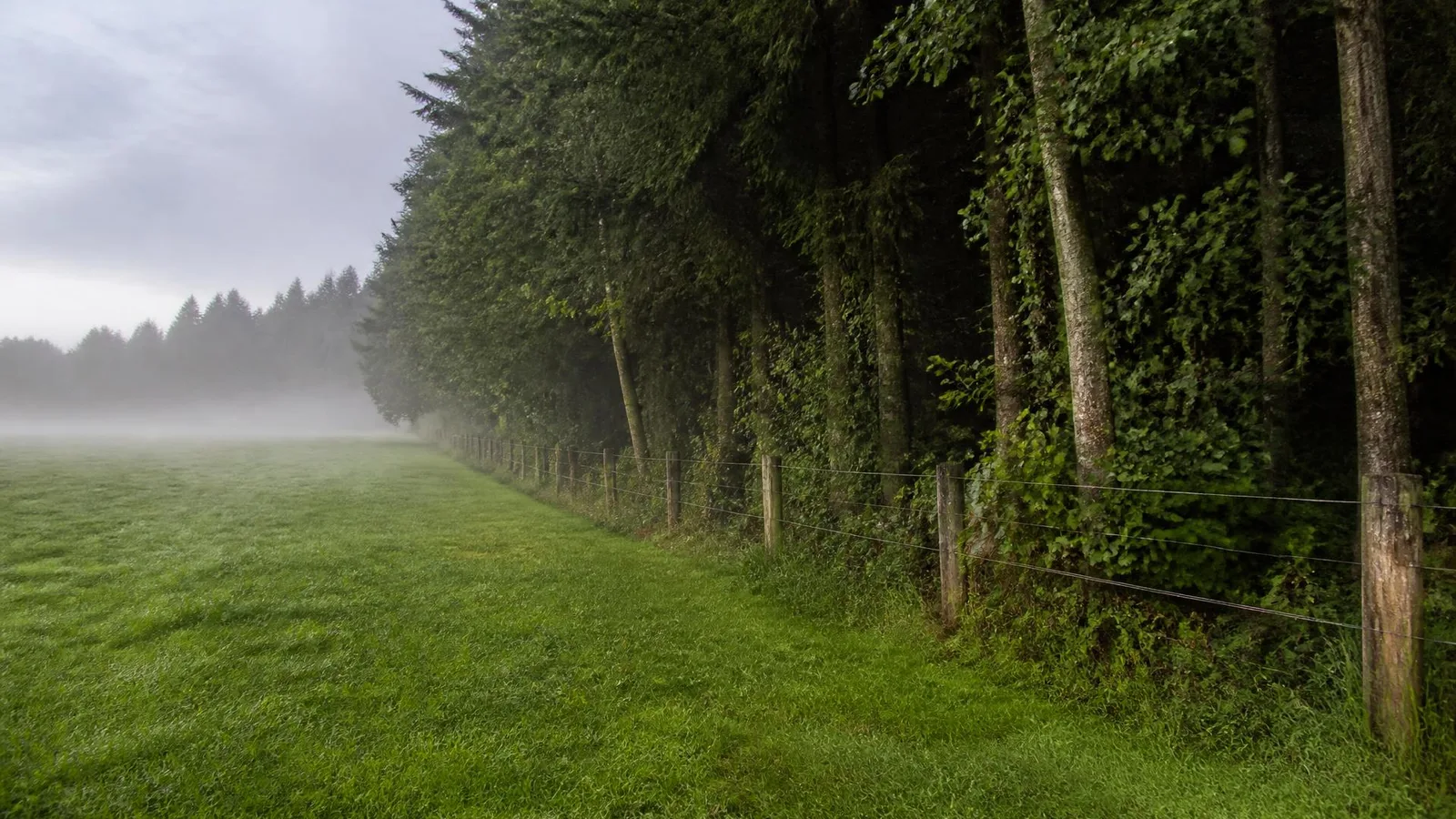 Mowed pasture buffer running along a wire boundary fence and a brush-free forest edge on a misty Western Washington morning