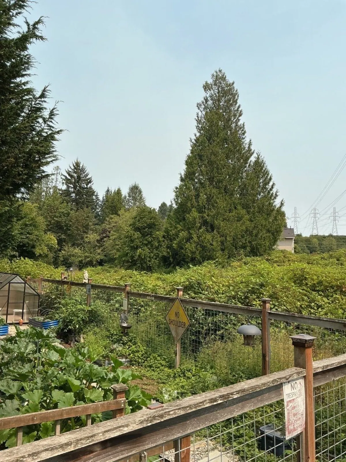 Before: dense blackberry growth covering a field beyond a fenced garden and blocking access to the open ground