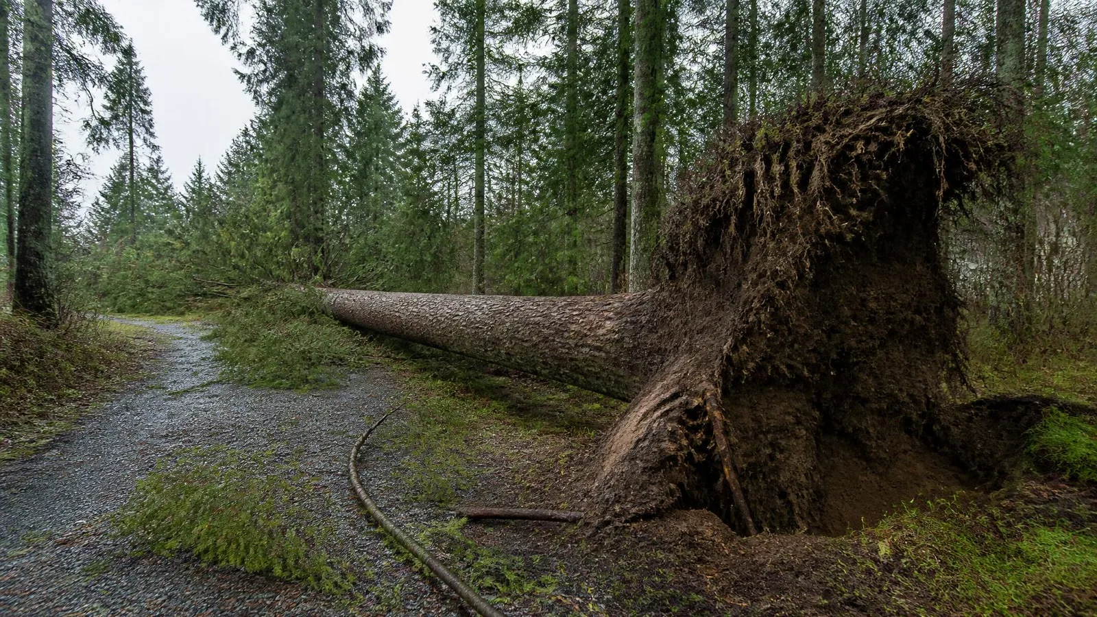 Wind-thrown conifer lying across a wet gravel driveway with its root plate lifted out of the ground and limbs scattered nearby